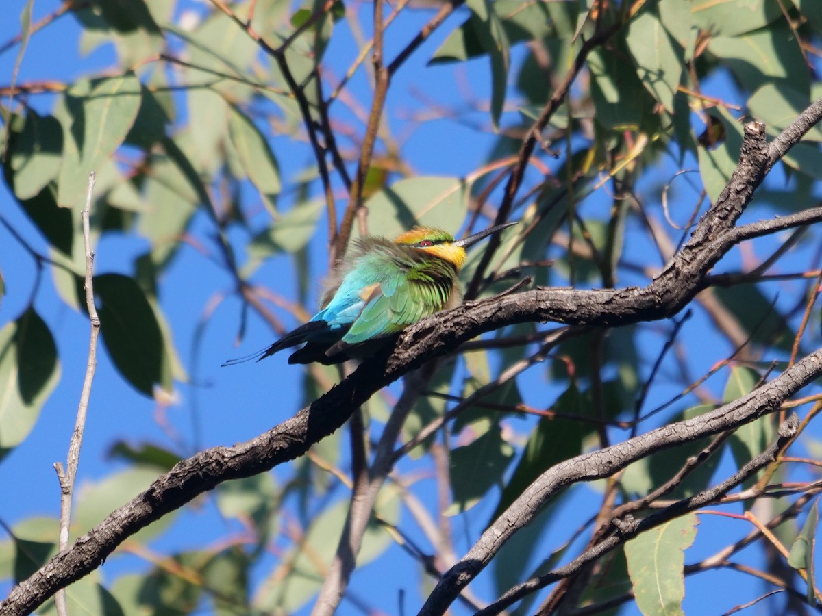 Rainbow Bee-eater - ML620737192