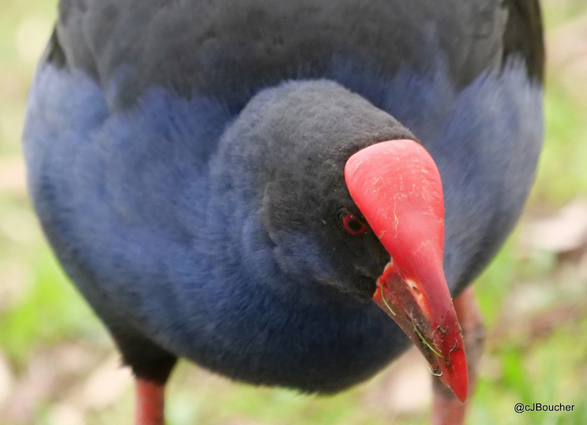 Australasian Swamphen - ML620737194