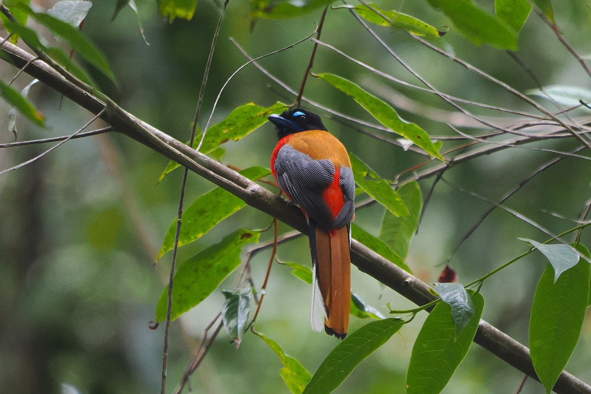 Scarlet-rumped Trogon - Luckchai Phonwijit