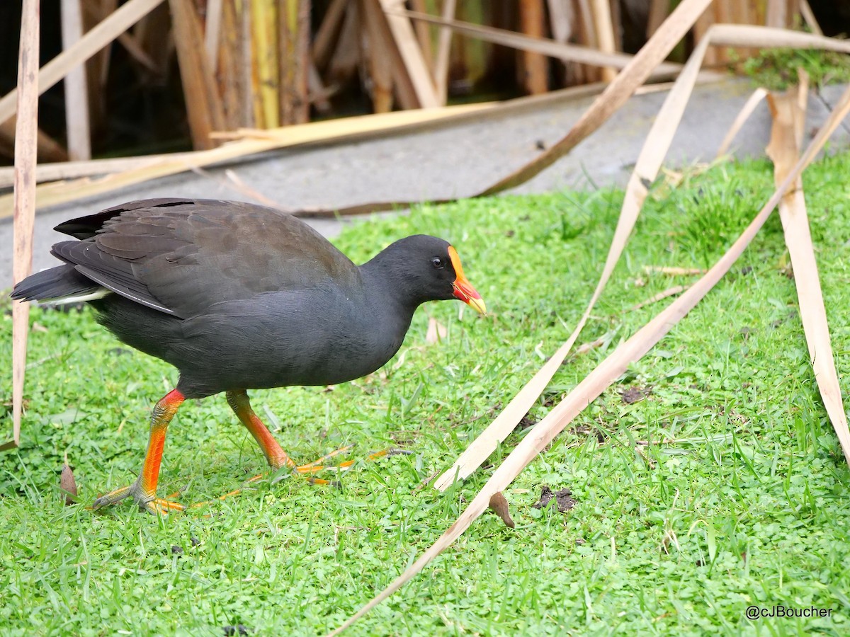 Dusky Moorhen - ML620737198