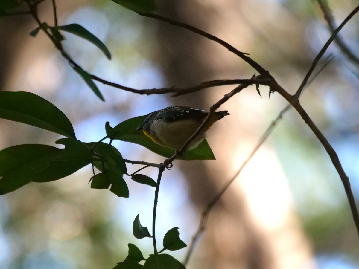 Spotted Pardalote - ML620737204