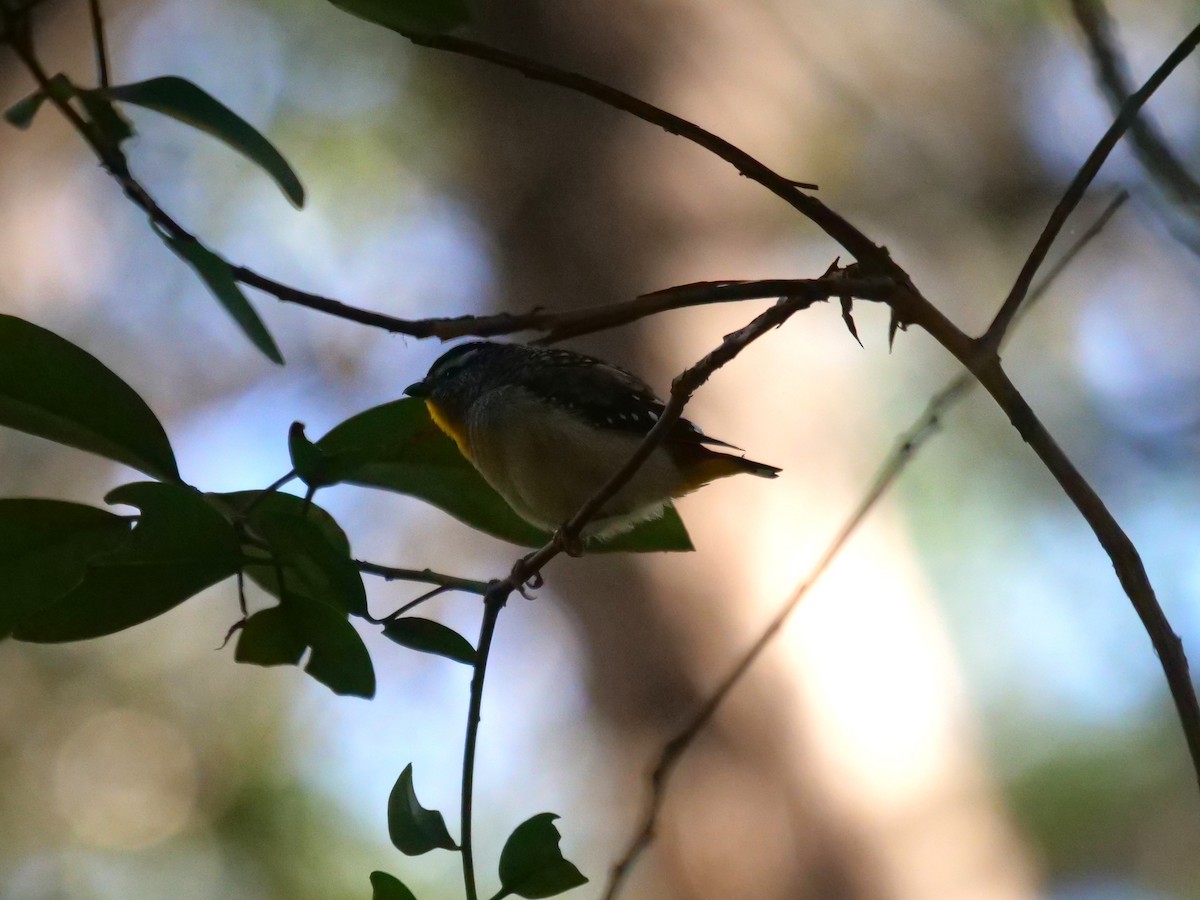 Pardalote pointillé - ML620737205