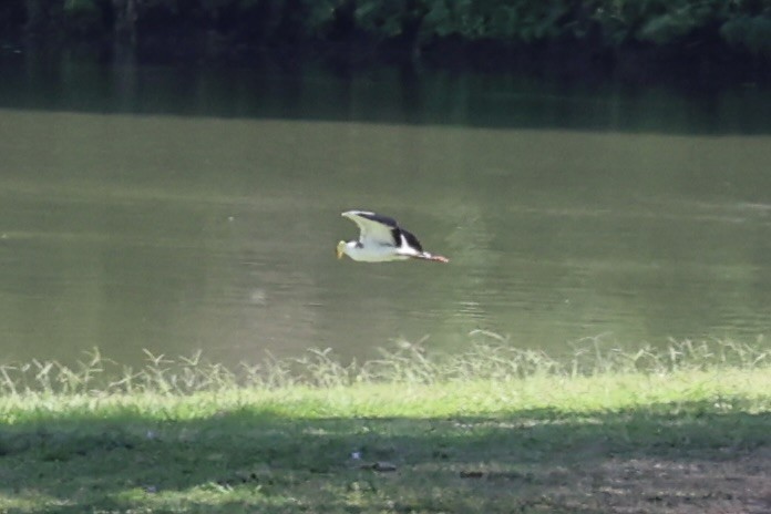 Masked Lapwing - Andrew William