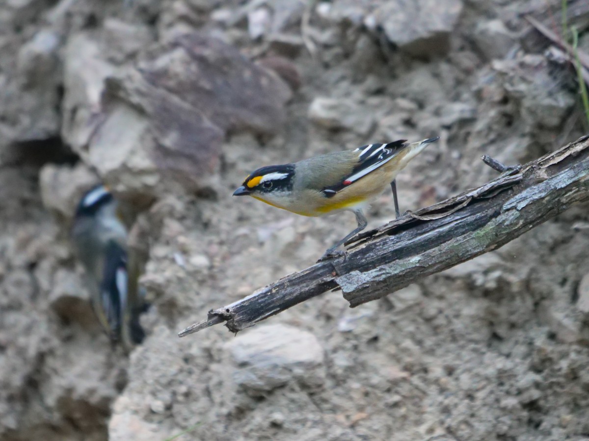 Striated Pardalote - ML620737207