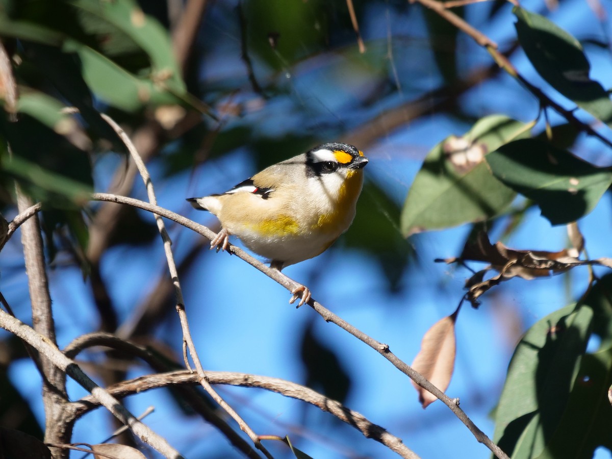 Pardalote à point jaune - ML620737208