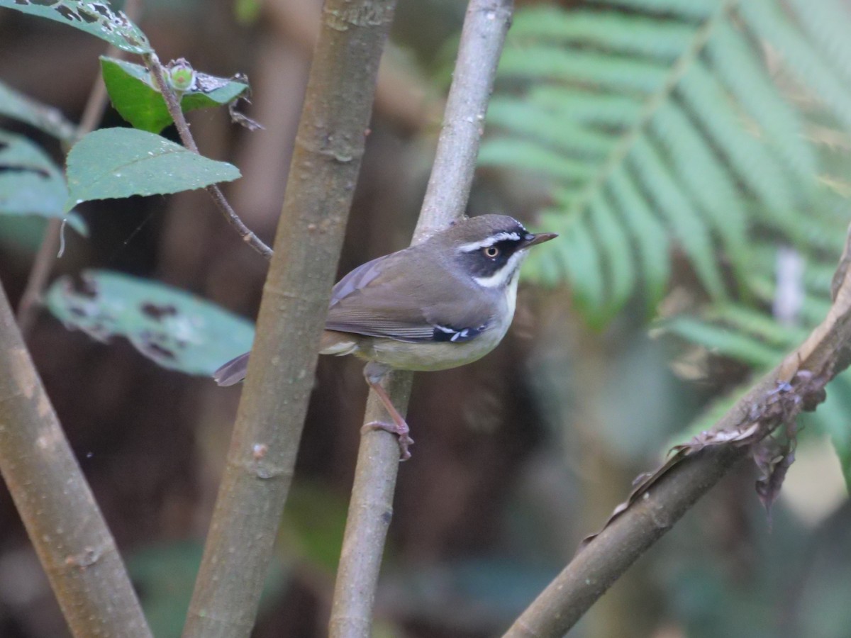 White-browed Scrubwren - ML620737210