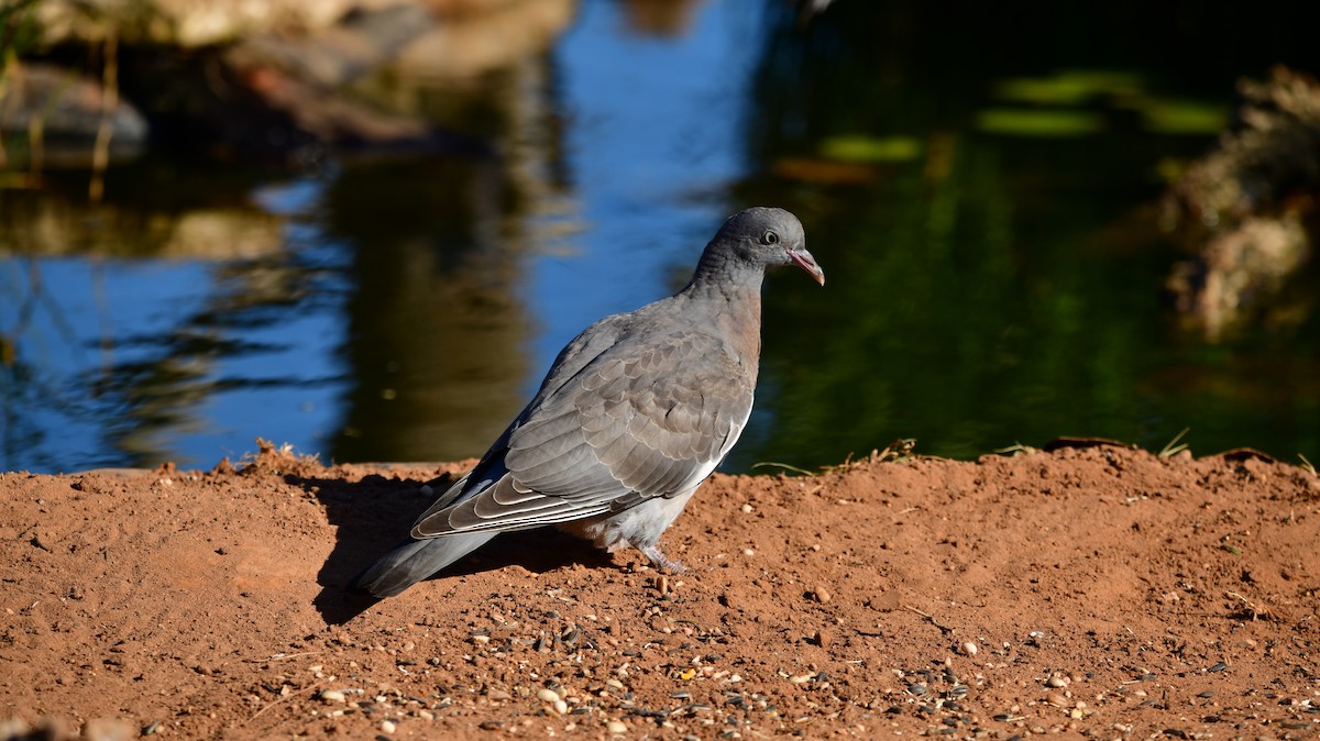 Common Wood-Pigeon - ML620737211