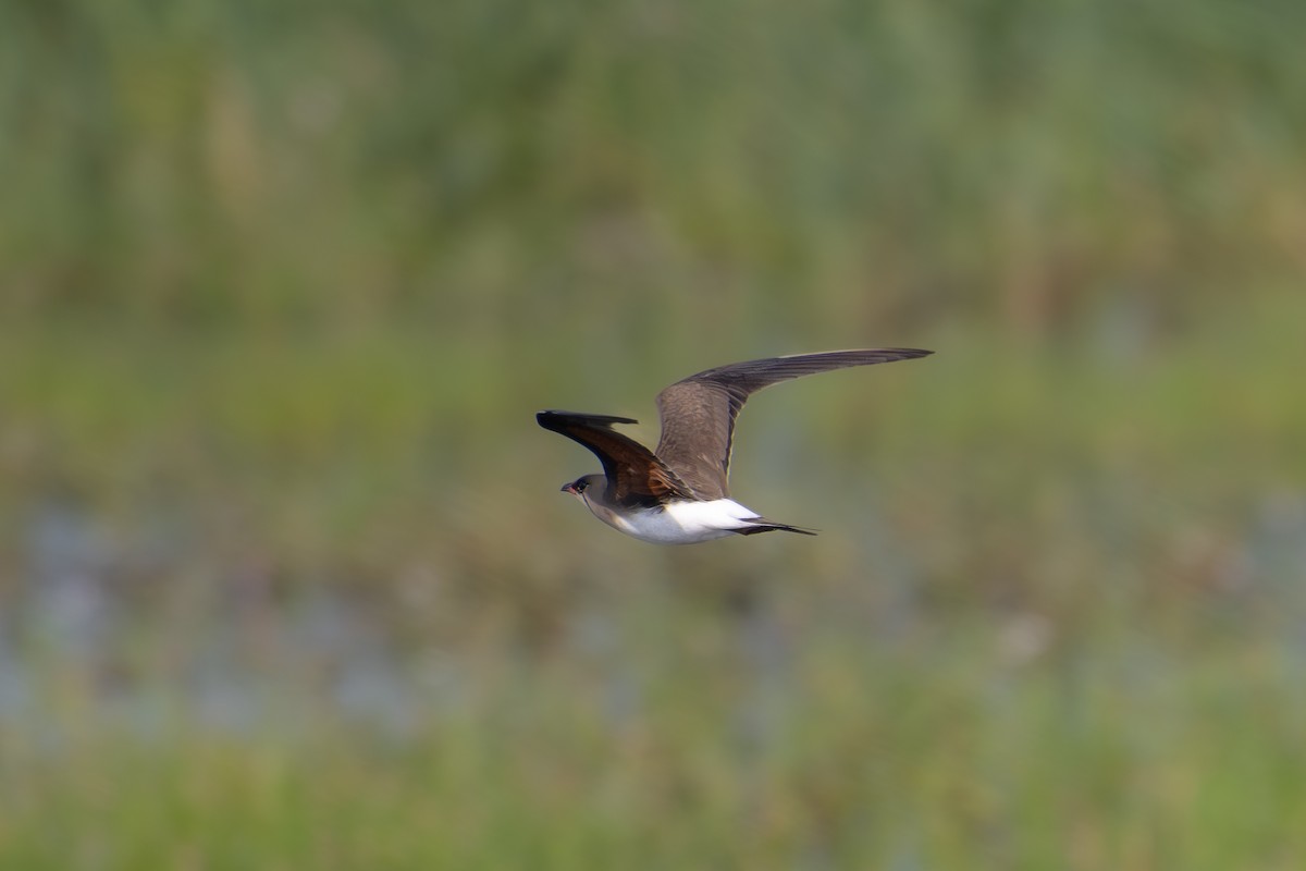 Collared Pratincole - ML620737212