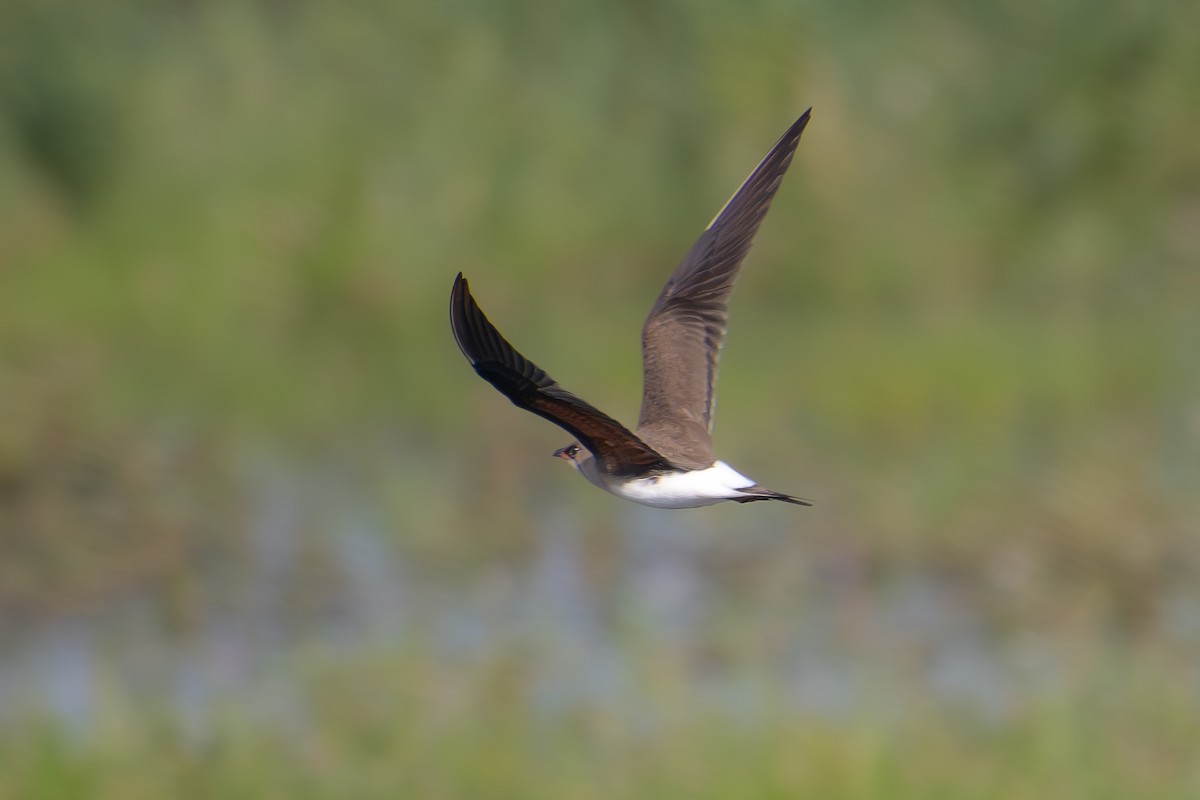 Collared Pratincole - ML620737213