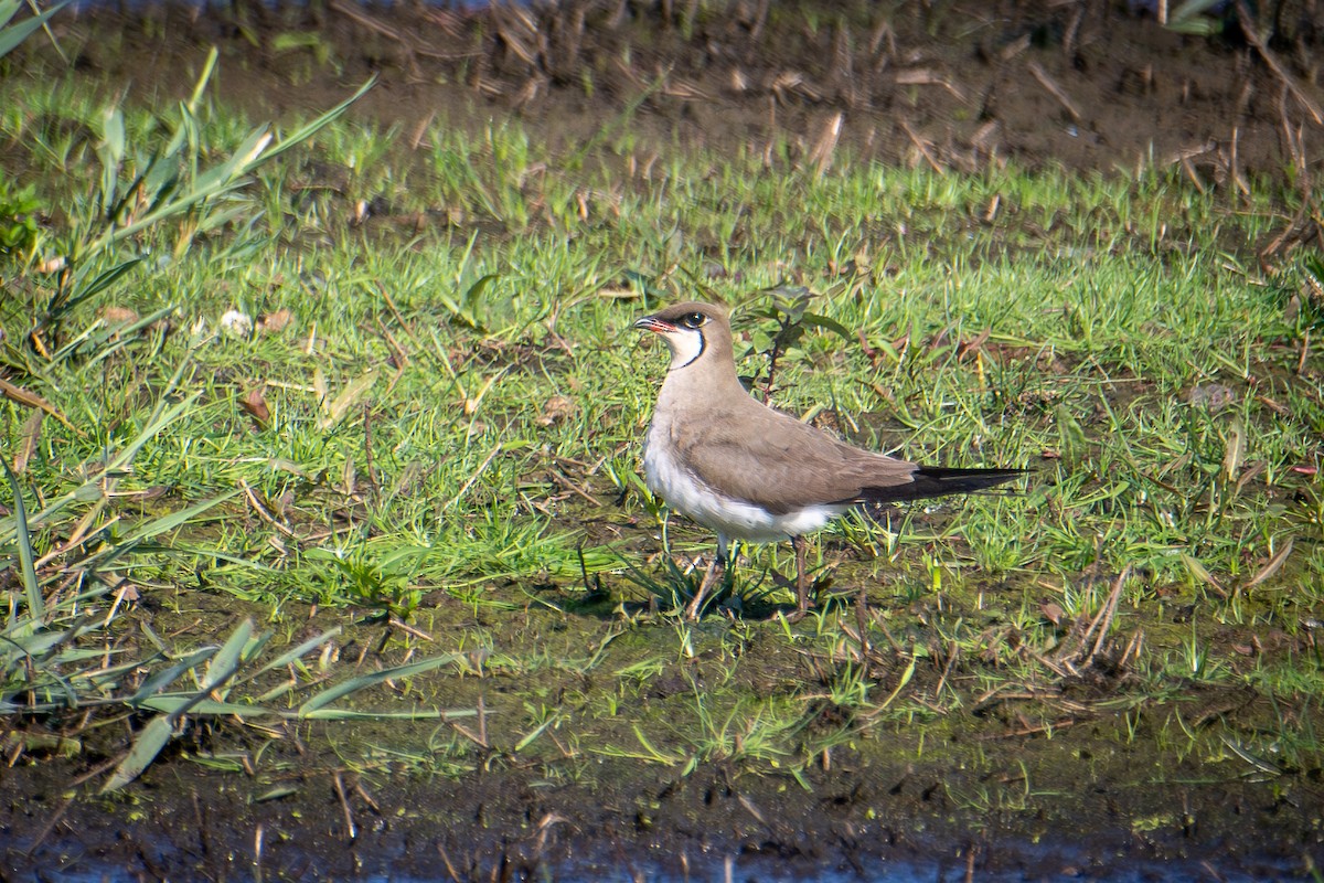 Collared Pratincole - ML620737214