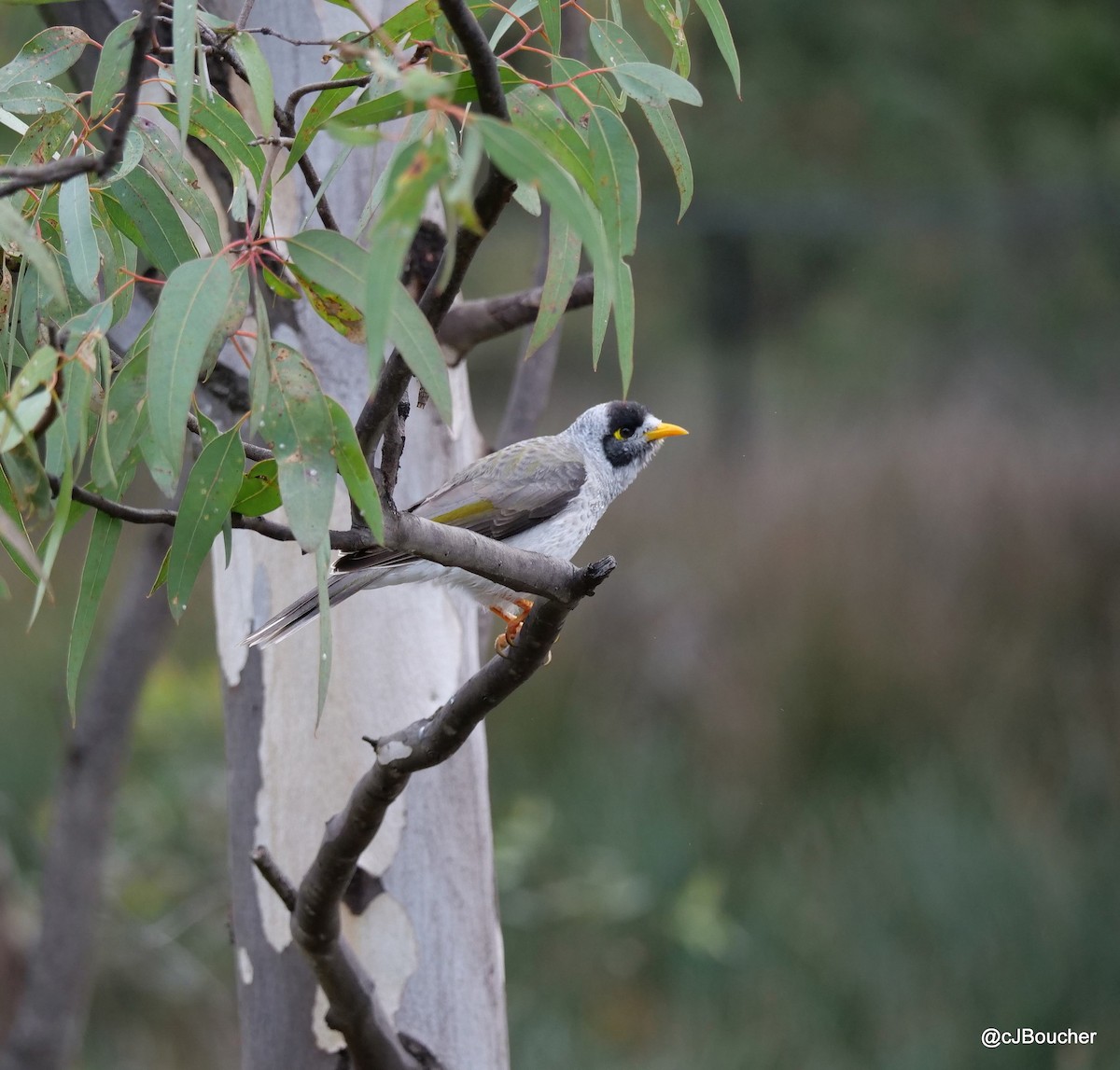 Noisy Miner - ML620737216