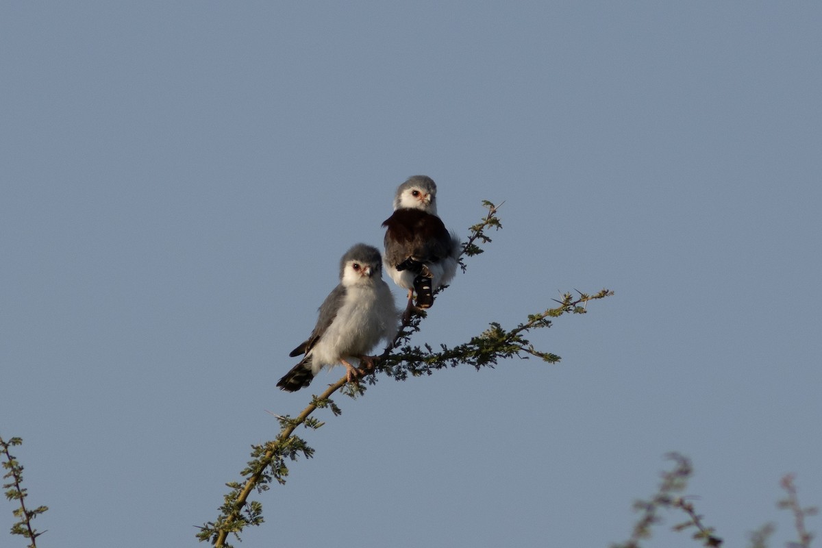 Pygmy Falcon - ML620737217