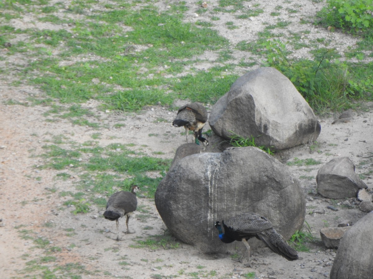 Indian Peafowl - ML620737219