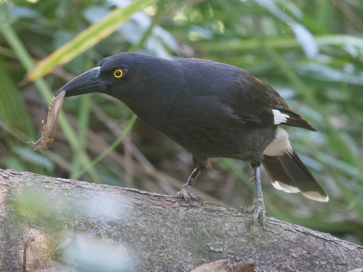 Pied Currawong - ML620737220