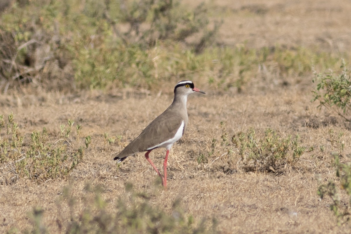 Crowned Lapwing - ML620737222
