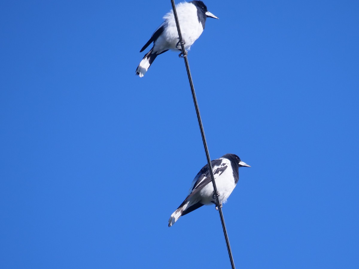 Pied Butcherbird - ML620737223