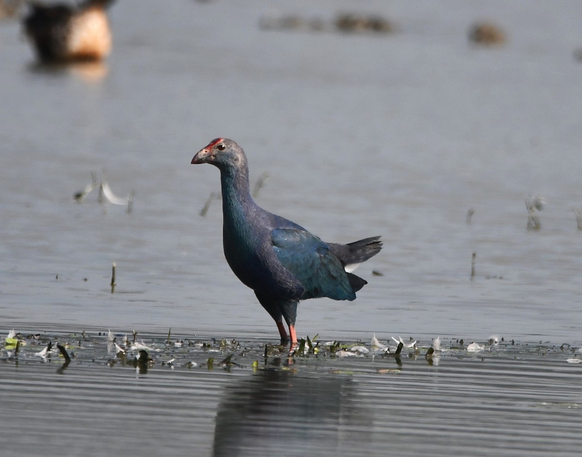 Gray-headed Swamphen - ML620737224