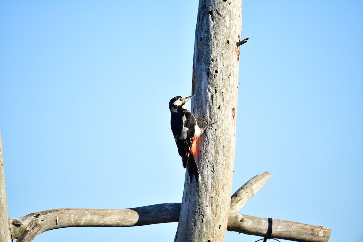 Great Spotted Woodpecker - ML620737226