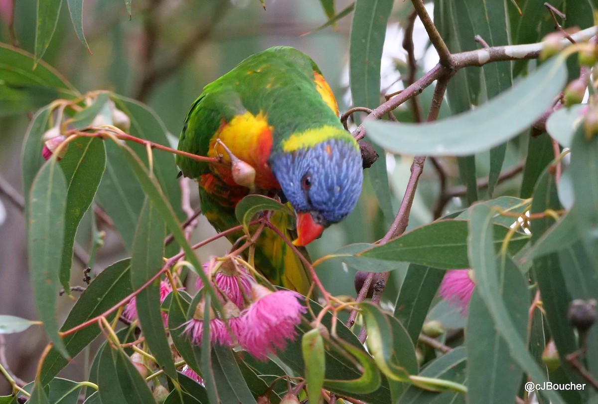 Rainbow Lorikeet - ML620737228