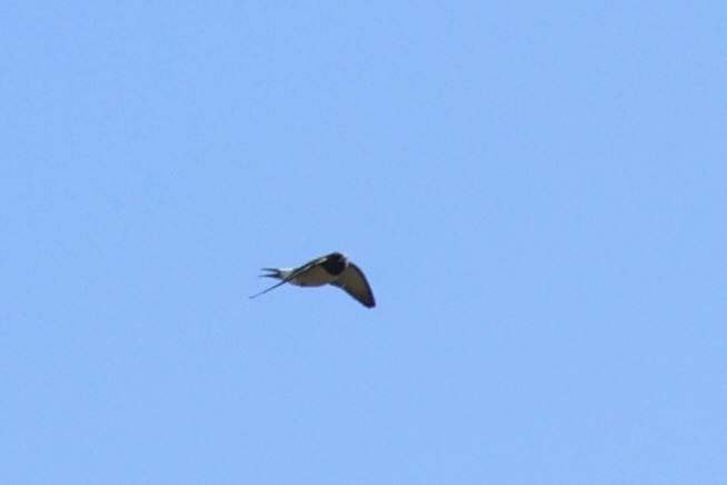 White-breasted Woodswallow - ML620737229