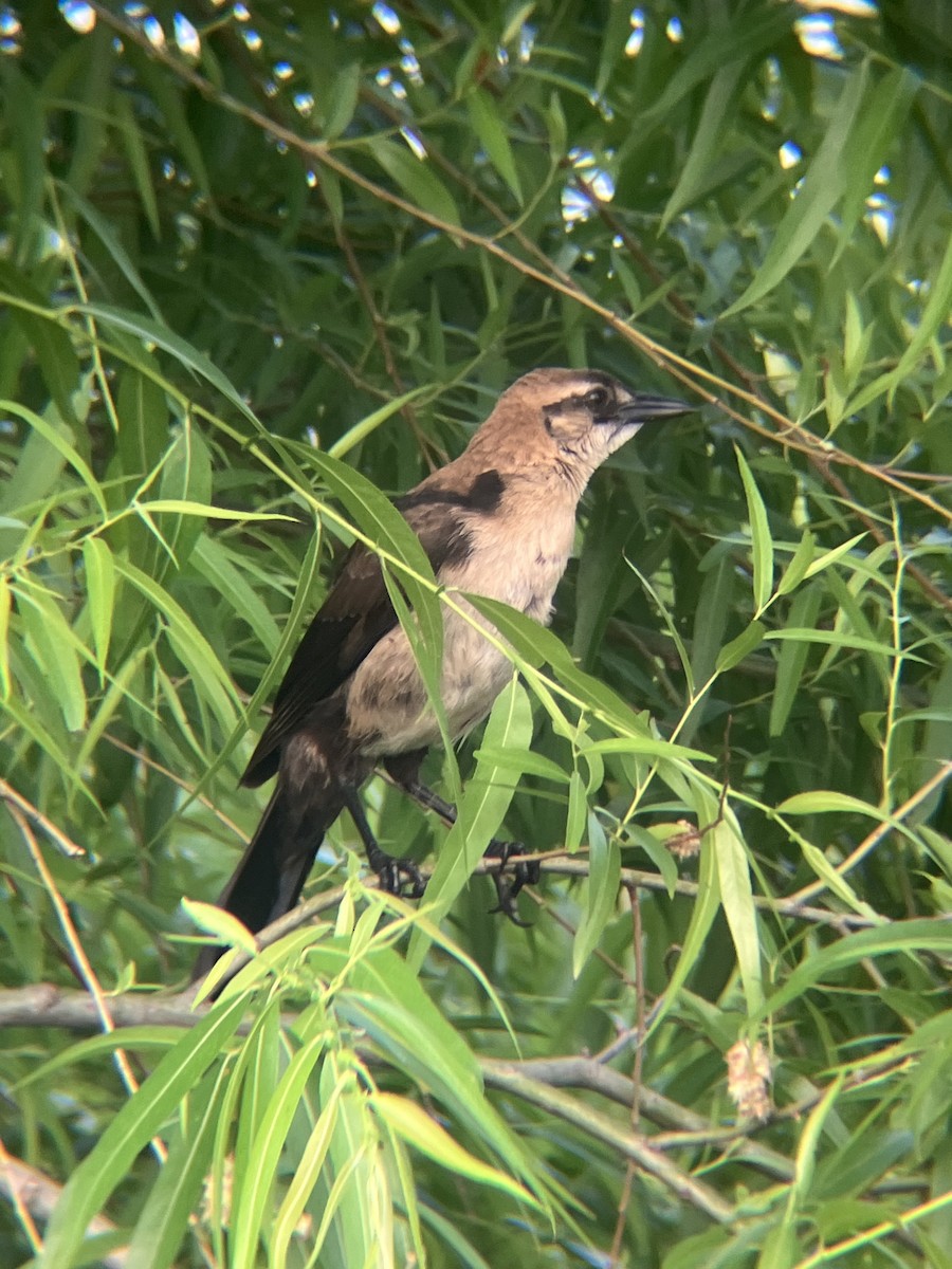 Boat-tailed Grackle - ML620737231