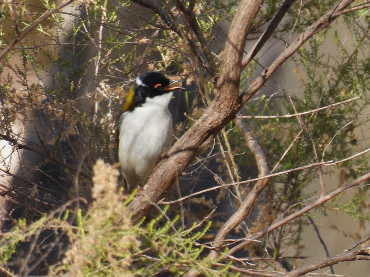 White-naped Honeyeater - ML620737233