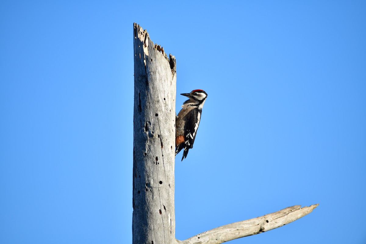 Great Spotted Woodpecker - ML620737235