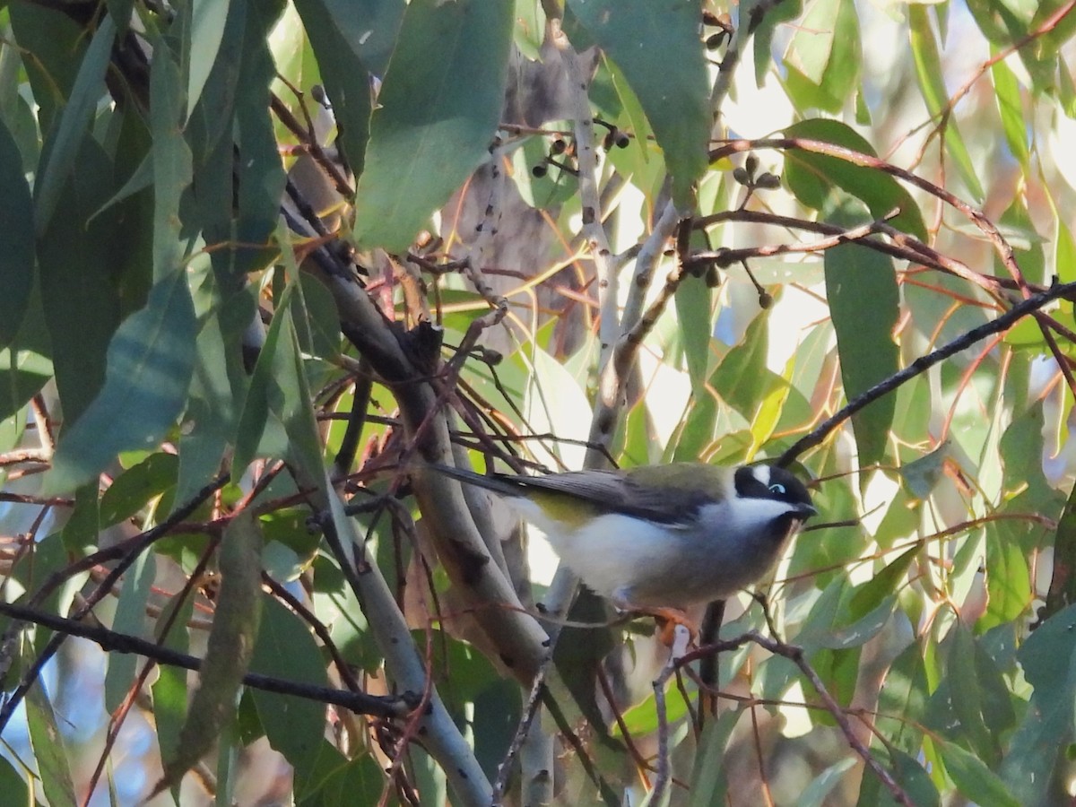 Black-chinned Honeyeater - ML620737238