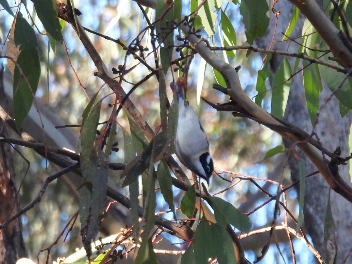 Black-chinned Honeyeater - ML620737239