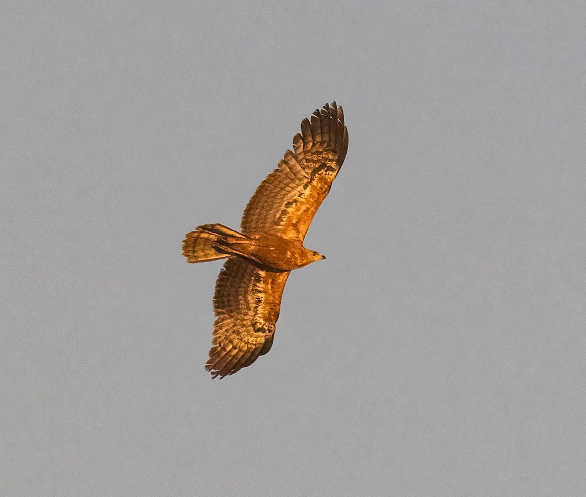 African Harrier-Hawk - ML620737243