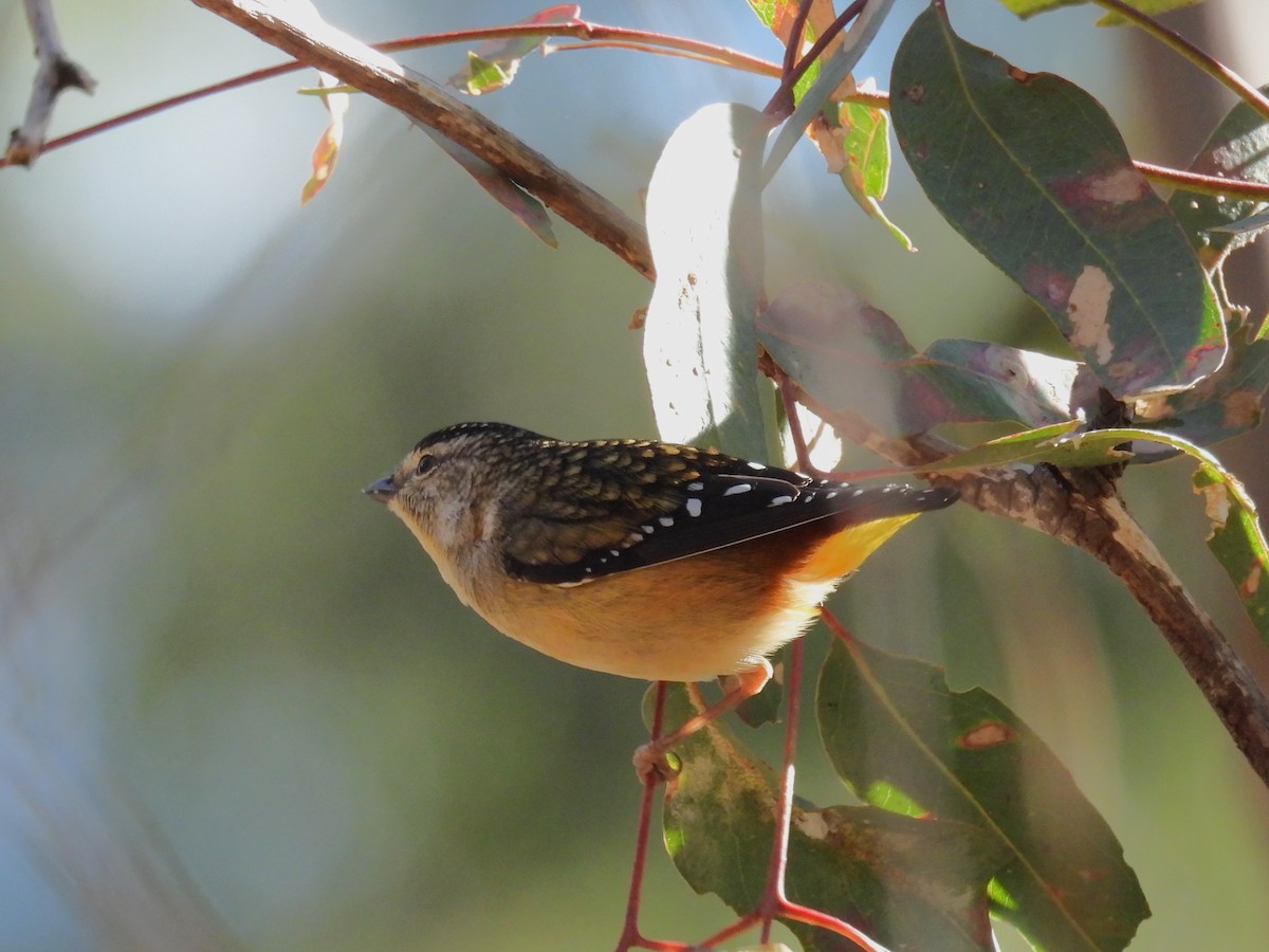 Spotted Pardalote - ML620737245