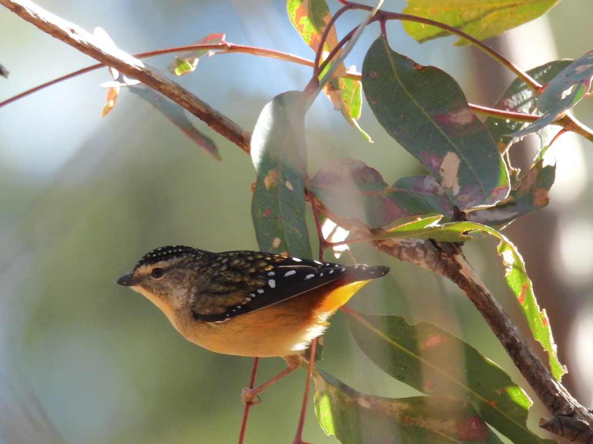 Spotted Pardalote - ML620737246