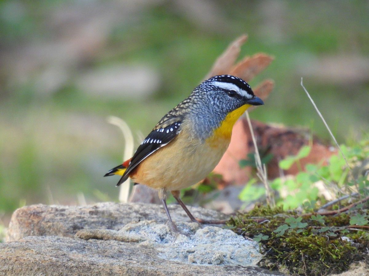 Pardalote Moteado - ML620737247