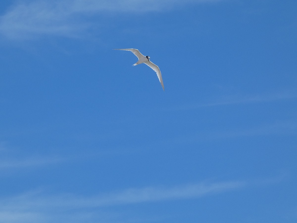 Sandwich Tern - ML620737253