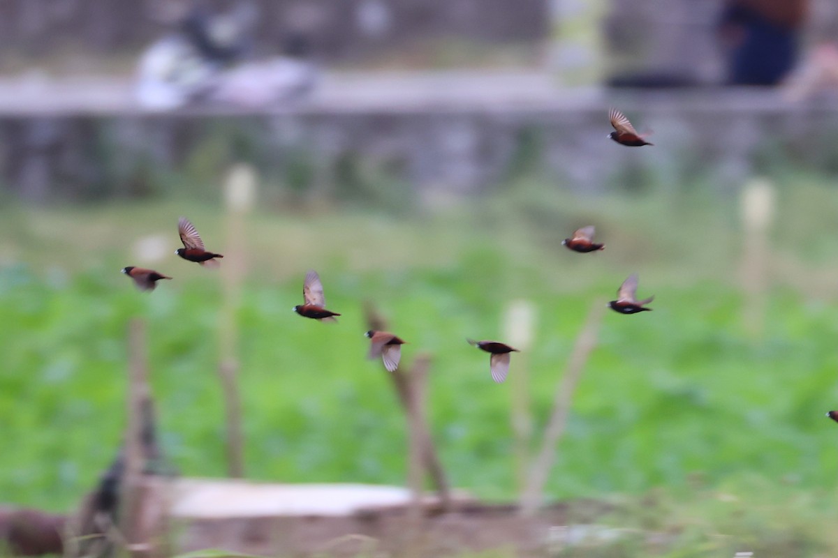 Chestnut Munia - ML620737257