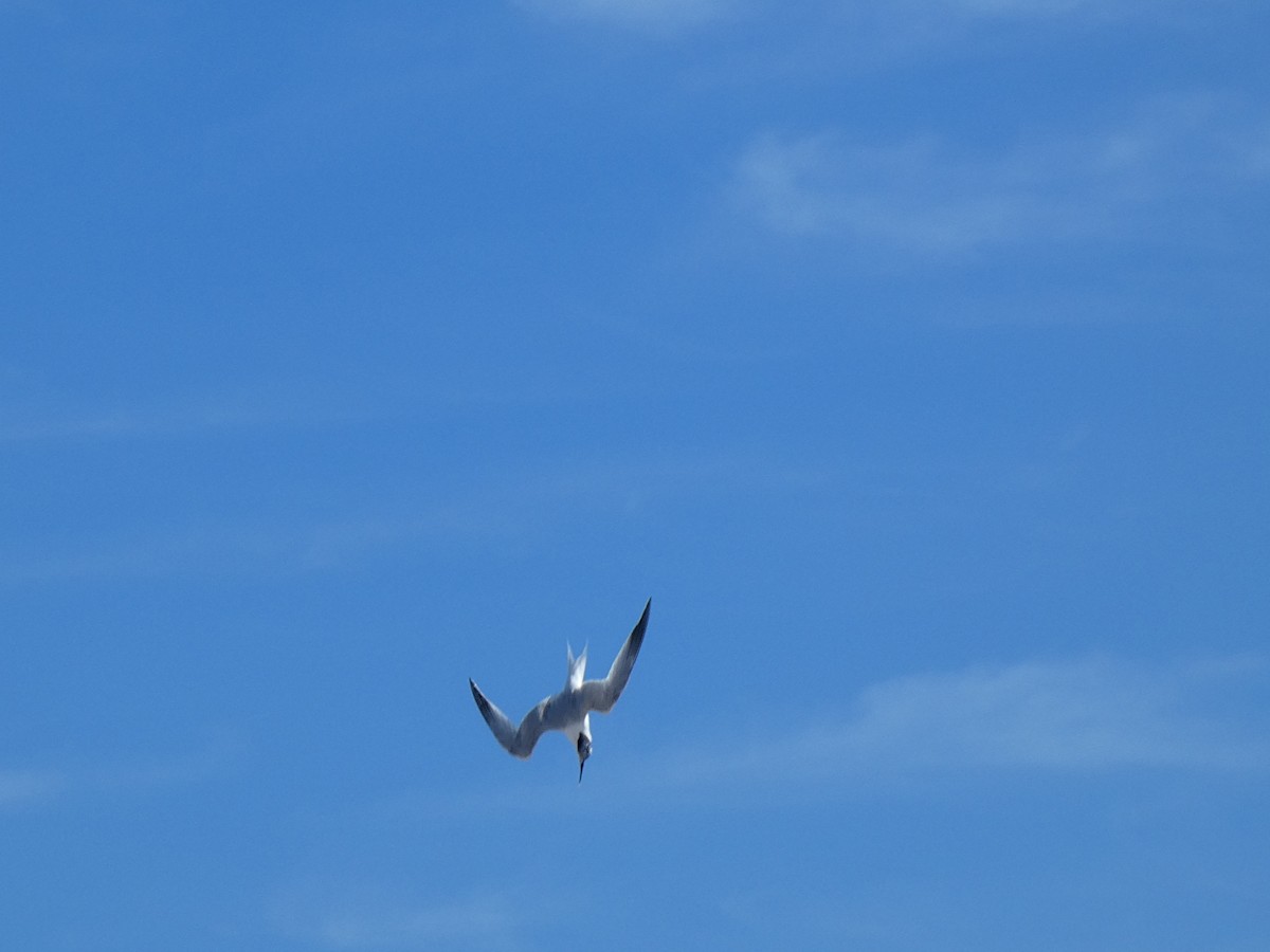 Sandwich Tern - ML620737258