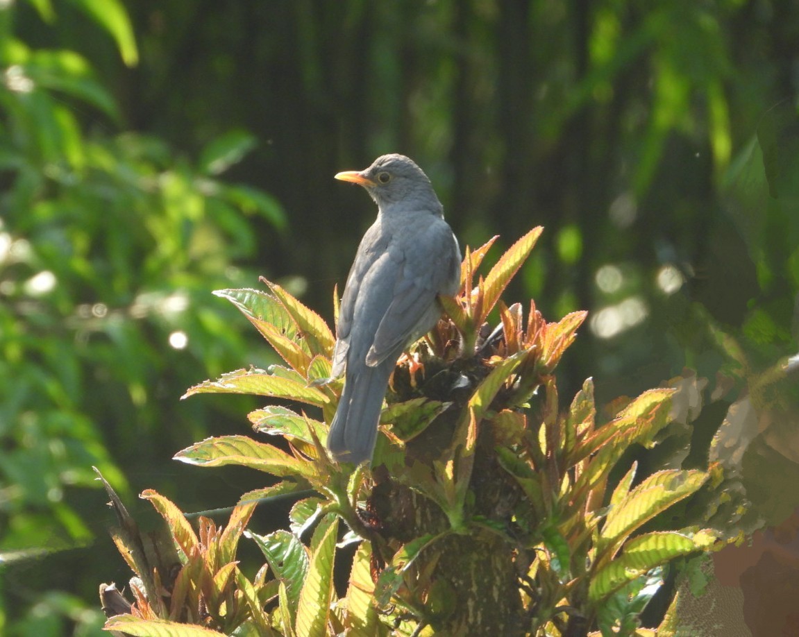 Tickell's Thrush - ML620737259