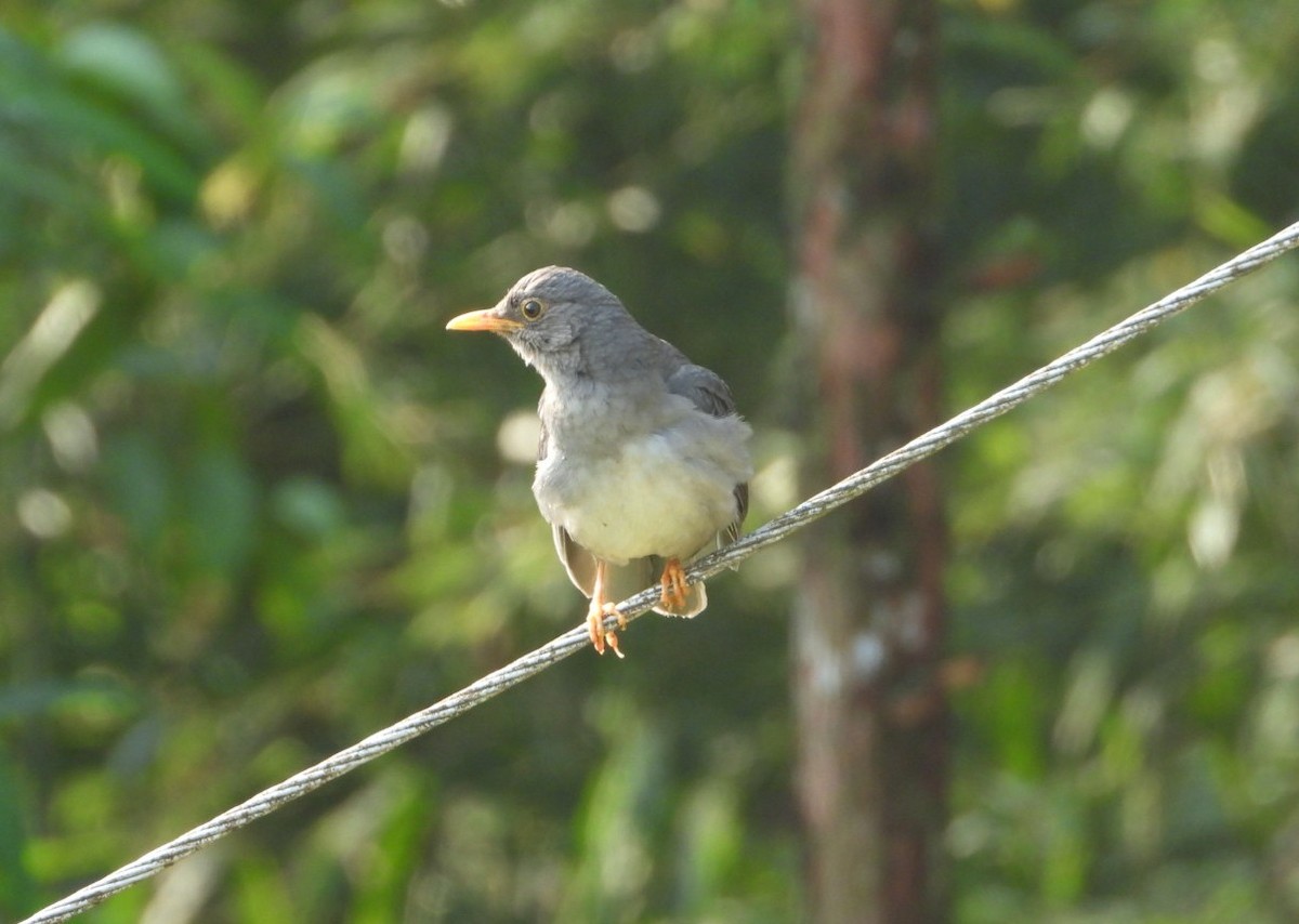 Tickell's Thrush - ML620737260