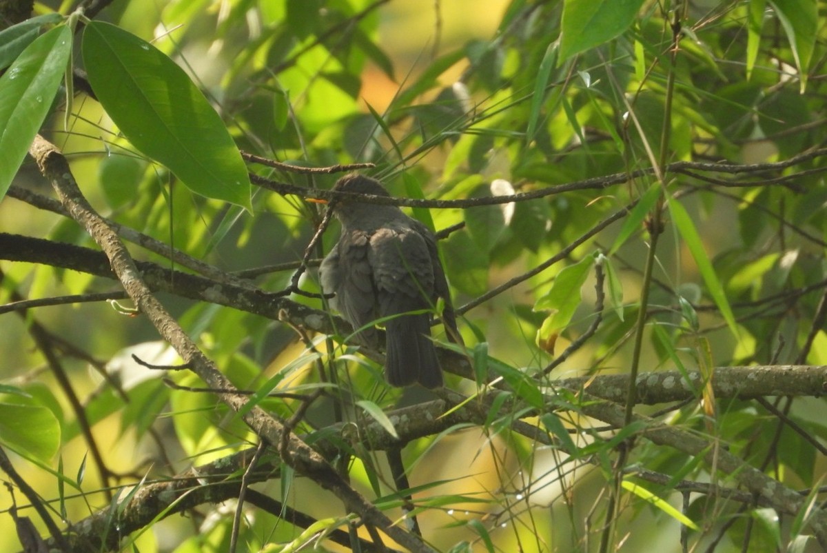 Tickell's Thrush - ML620737261