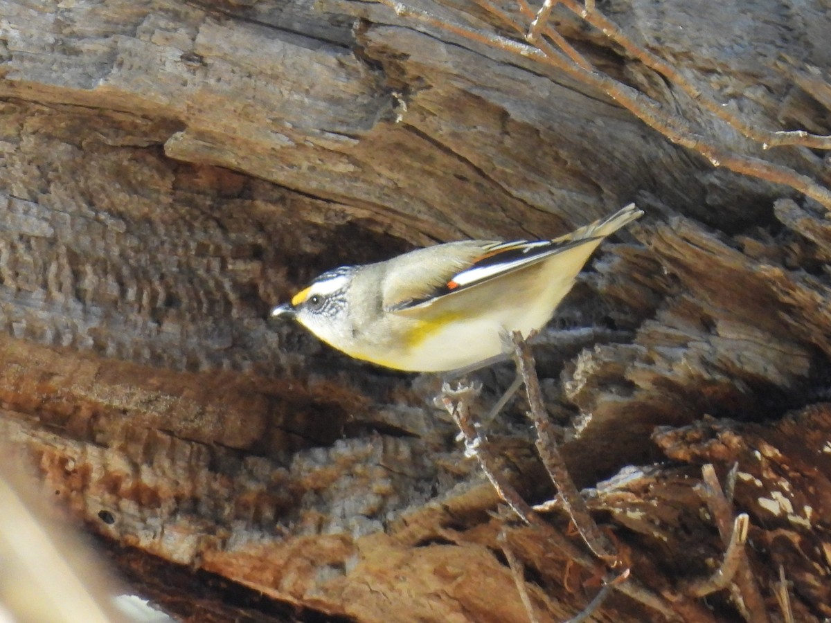 Striated Pardalote - ML620737262