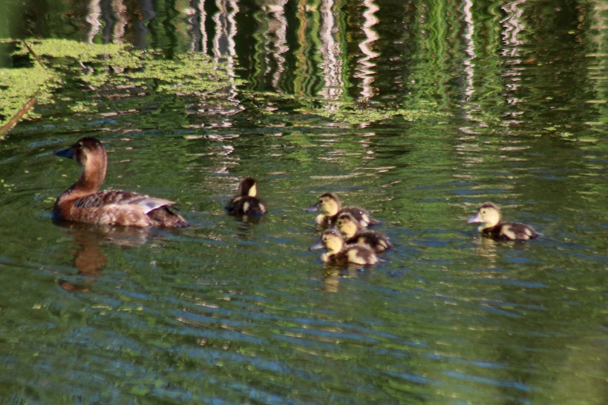 Common Pochard - ML620737263