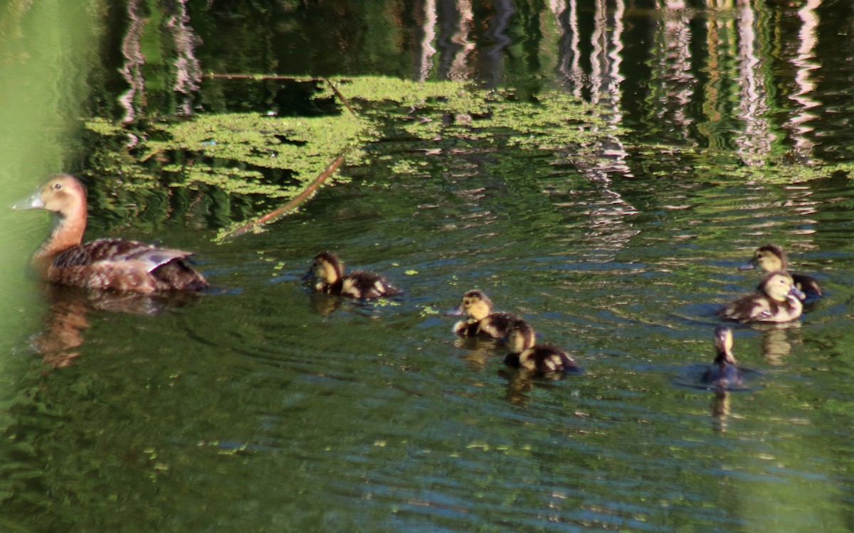 Common Pochard - ML620737264