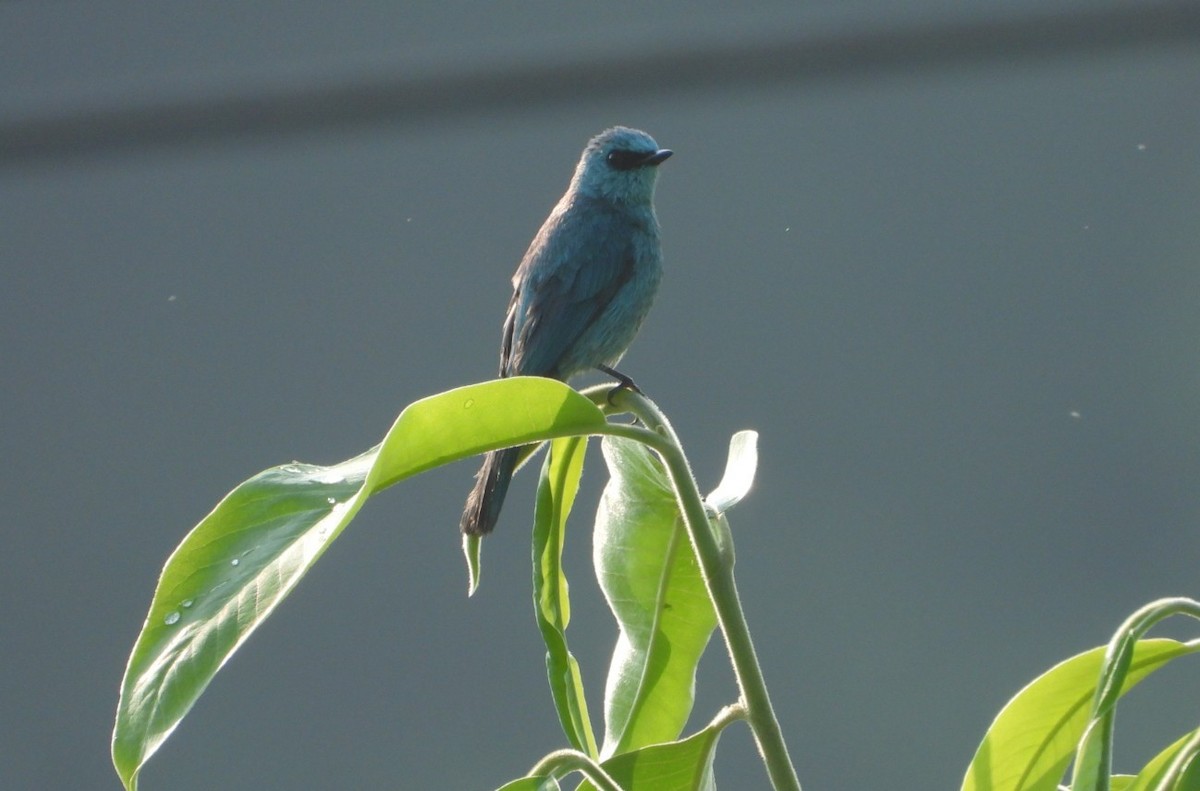 Verditer Flycatcher - ML620737267