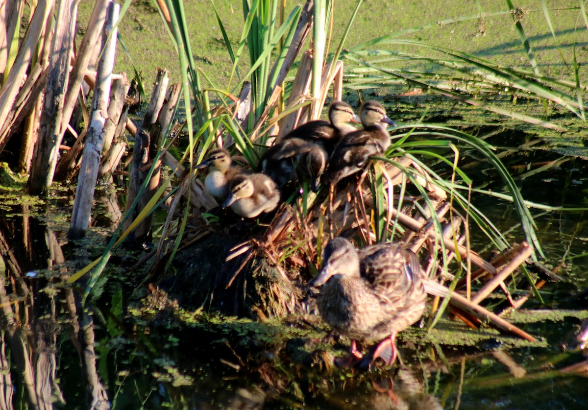 Canard colvert - ML620737268