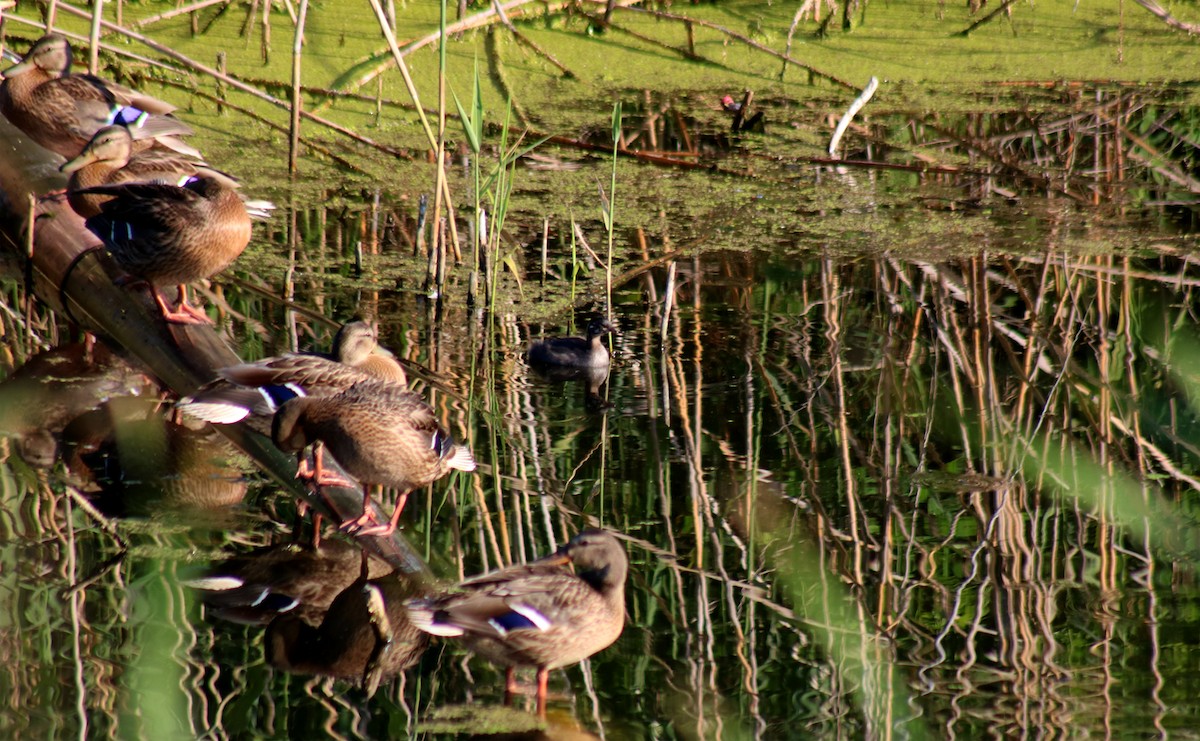 Canard colvert - ML620737269