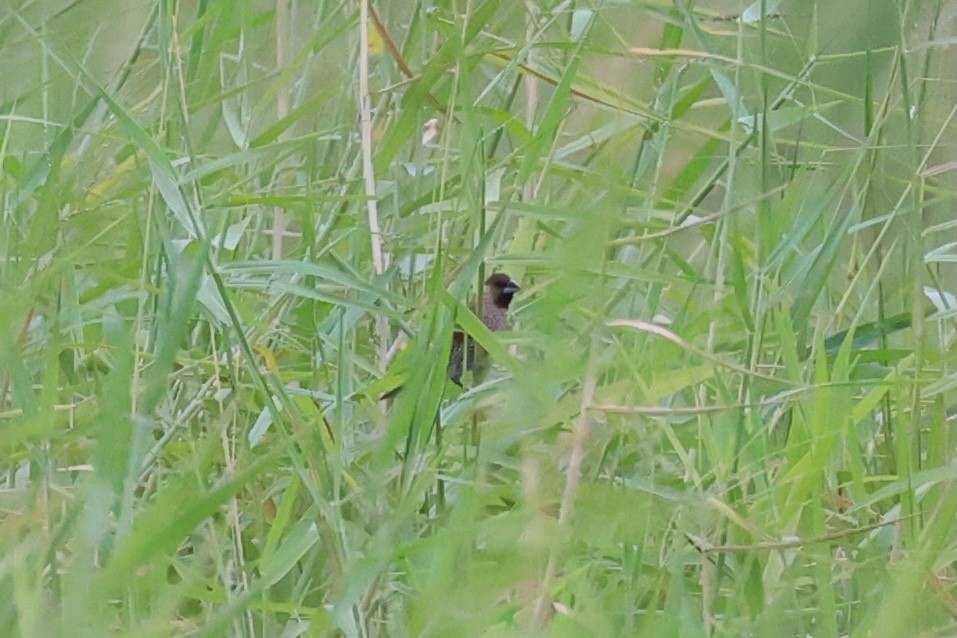 Scaly-breasted Munia - ML620737270