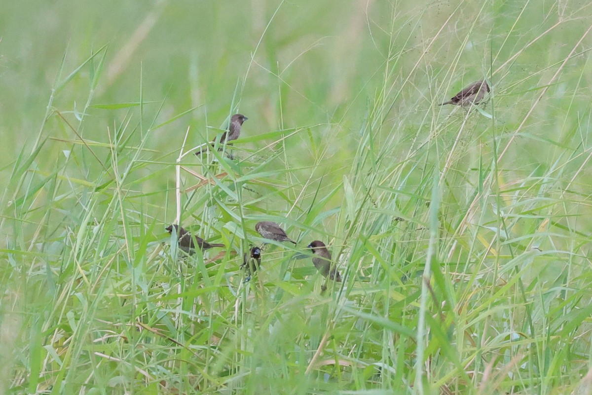 Scaly-breasted Munia - Andrew William