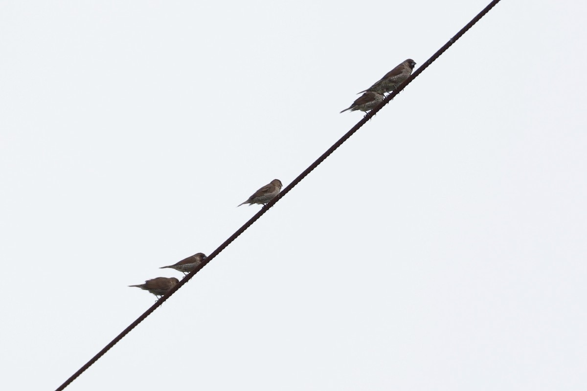 Scaly-breasted Munia - Andrew William