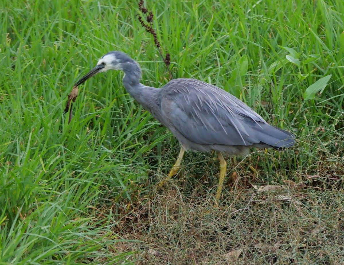 White-faced Heron - ML620737276