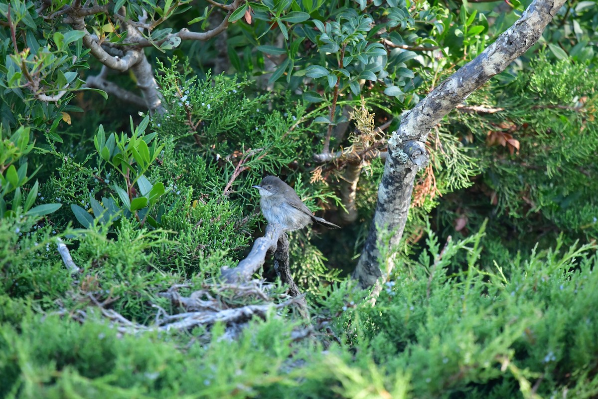 Sardinian Warbler - ML620737277